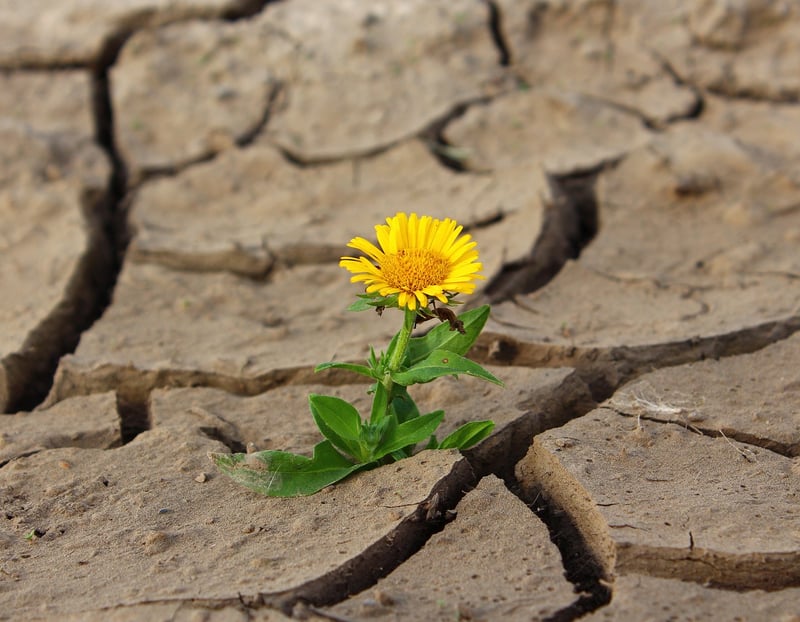 Desert Survival Journeys