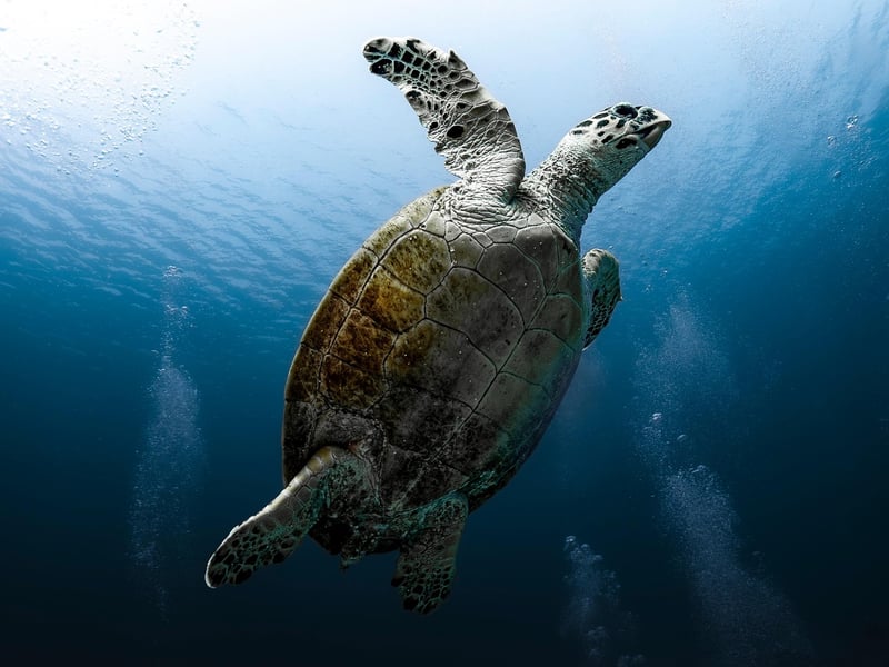 Galapagos Marine Life