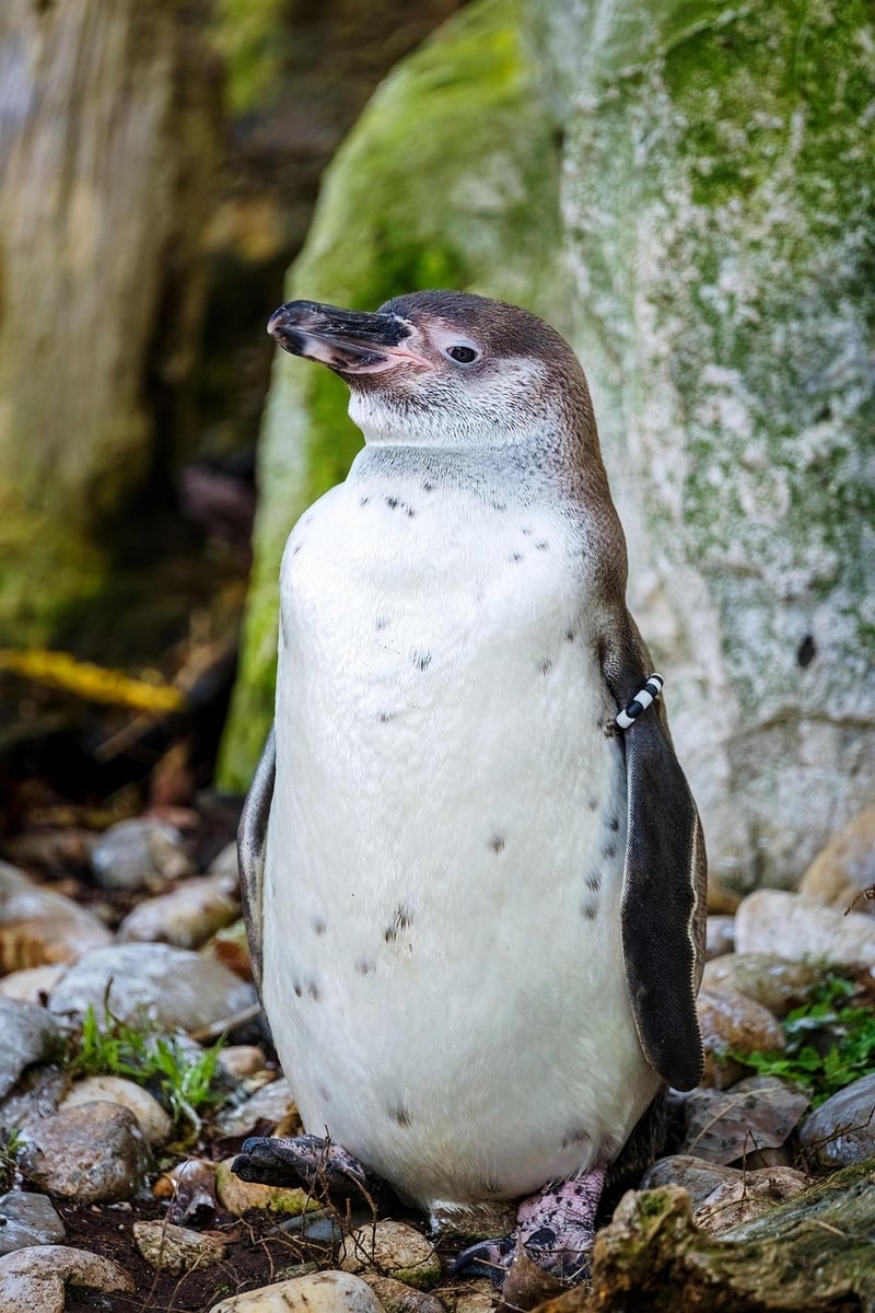 Galapagos Penguin