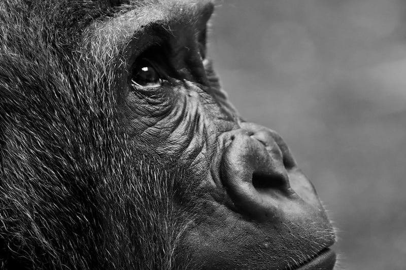 Gorilla in the wild