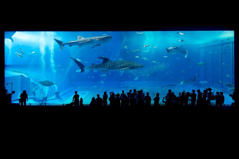 Hammerhead Shark