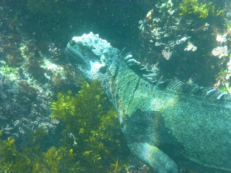 Marine Iguana