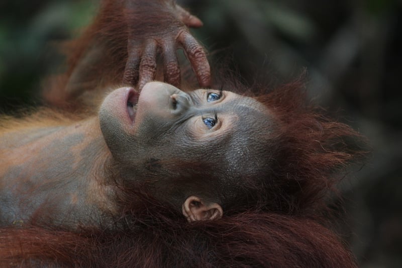 Orangutan in Borneo Forest
